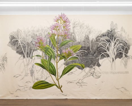 Ishita Chakraborty, Where The Wild Things Roam XXXVII, Cinchona, 2026 , Galerie Peter Kilchmann