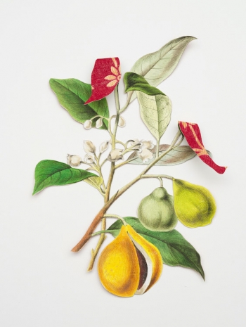Ishita Chakraborty, Where The Wild Things Roam XXI, Nutmeg, 2026 , Galerie Peter Kilchmann