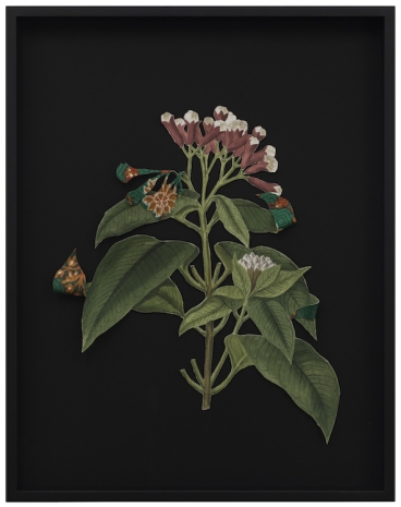 Ishita Chakraborty, Where The Wild Things Roam XXII, Clove, 2026 , Galerie Peter Kilchmann