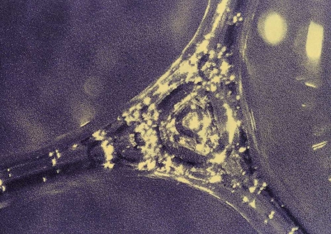 Tauba Auerbach, Foam, 2026, Esther Schipper