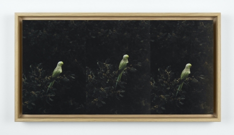 Anna Kereszty , Triptych, 2026, Mennour