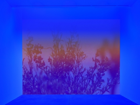 Cauleen Smith, Congo Blue, 2026, David Zwirner