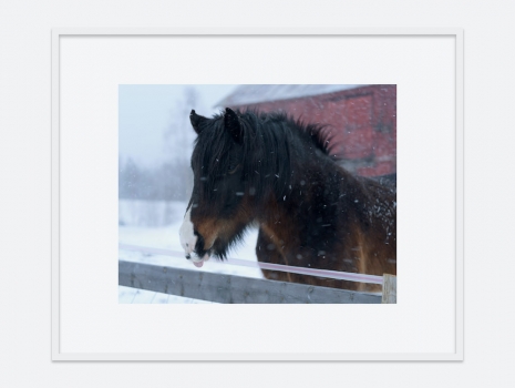 Catherine Opie, Horse (Vernacular), 2024 , Regen Projects