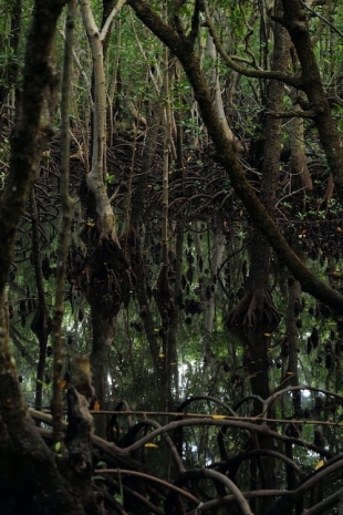 Omar Al Gurg, Mangrove 001, 2021, Lawrie Shabibi