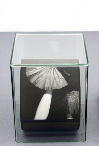 Marie Denis, Marie Denis, Le Lotus roulé, 2023, Galerie Alberta Pane