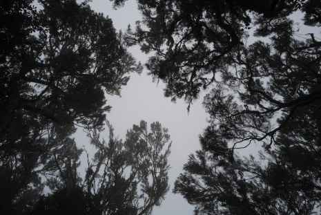 Omar Al Gurg, 'Everyman's Mountain/ Forest – 005', 2021, Lawrie Shabibi