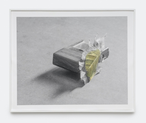 Muyeong Kim, Pinned Gray’s Leaves beside a Cricket Cage (I), 2026, Galerie Chantal Crousel