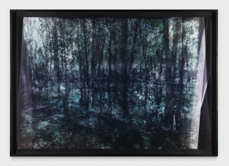 Matt Saunders, Flooded Woods, 2026 , Marian Goodman Gallery
