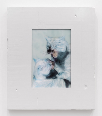Shahryar Nashat, Untitled (Two Cats Fighting), 2026, Gladstone Gallery