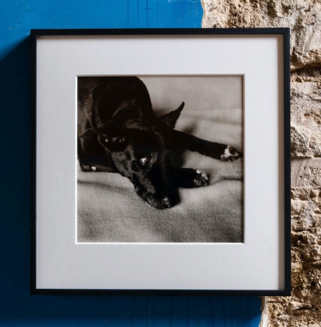 David Wojnarowicz, Clarissa Darlymple's Dog, Kirsten, 1984 , The Modern Institute