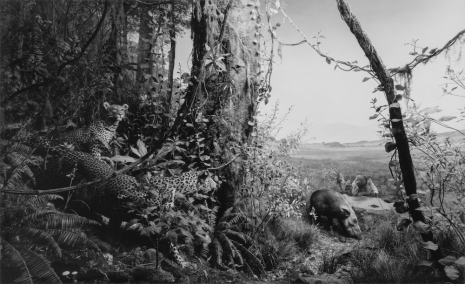 Hiroshi Sugimoto, Leopard-Bush Pig, 2025 , Lisson Gallery