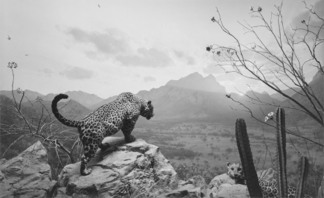 Hiroshi Sugimoto, Jaguar, 1975/2025 , Lisson Gallery