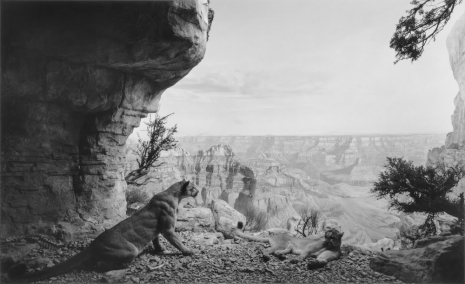 Hiroshi Sugimoto, Mountain Lion, 1980 , Lisson Gallery