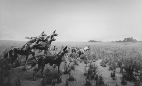 Hiroshi Sugimoto, Hunting Dog, 1980/2025 , Lisson Gallery