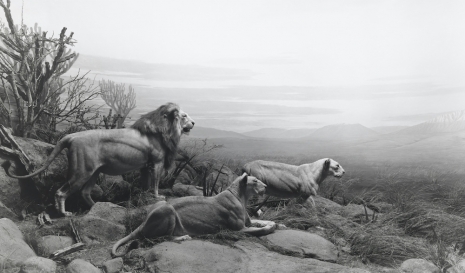 Hiroshi Sugimoto, Lion, 1994 , Lisson Gallery