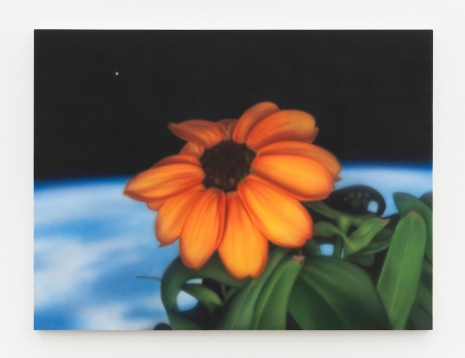 Aryo Toh Djojo, Zinnia, 2025 , Perrotin