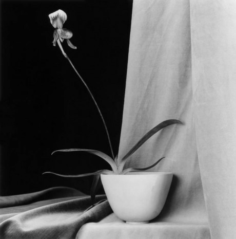 Robert Mapplethorpe, Orchid, 1986, Galerie Thaddaeus Ropac