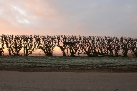 Andy Goldsworthy , Hedge crawl / dawn / frost / cold hands / Sinderby, England / 4 March 2014, 2014 , Andrew Kreps Gallery
