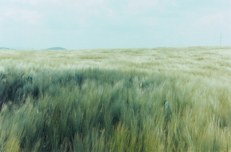 Samuel Laurence , Cunnane, Grassland 1, 2025, Kerlin Gallery