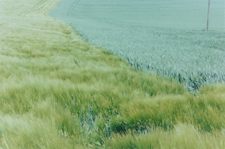 Samuel Laurence Cunnane, Grassland 2, 2025, Kerlin Gallery