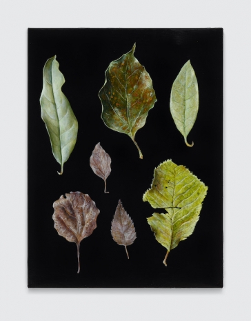 Daichi Takagi, Leaves, 2026 , David Zwirner