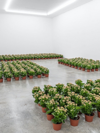 Nina Beier, Field , 2026 , STANDARD (OSLO)