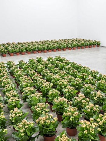 Nina Beier, Field , 2026 , STANDARD (OSLO)
