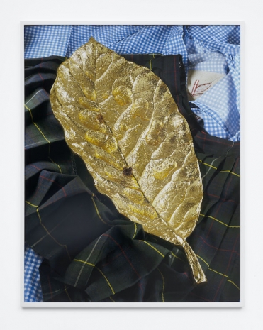 Torbjørn Rødland , Golden Leaf , 2015 , STANDARD (OSLO)