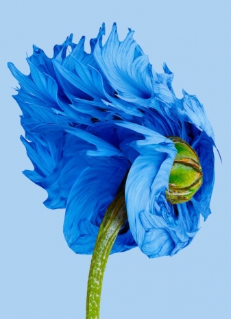Vincent Fournier, Centaurea entropica [Primat sidera], 2025, Au Cube