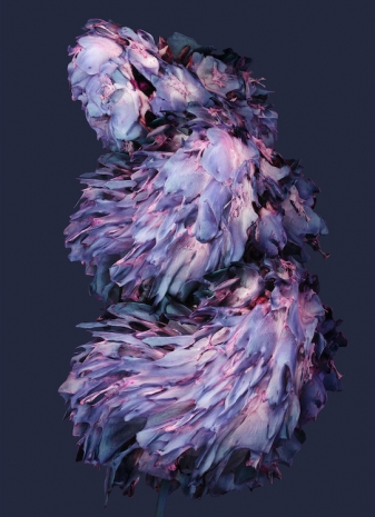 Vincent Fournier, Cryoflora nebularis [Nimbara-7e], 2025, Au Cube