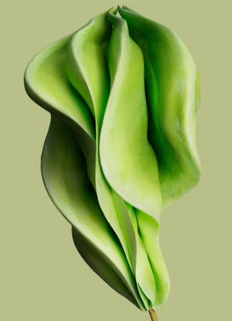 Vincent Fournier, Phaseolus gyroscopius [Primat sidera], 2025, Au Cube