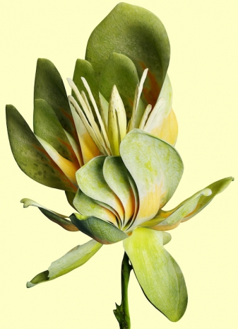 Vincent Fournier, Tulipifera doppleris [Primat sidera], 2025, Au Cube