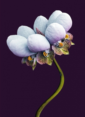 Vincent Fournier, Orchis Nubigena [Kunminga Gemina], 2026  , Au Cube