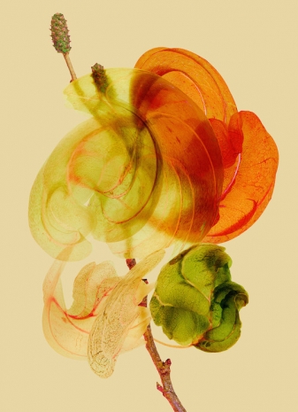 Vincent Fournier, Aulnaria cometalis [Primat sidera], 2025  , Au Cube