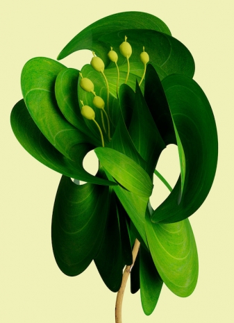 Vincent Fournier, Polygonatum Lunae [Primat sidera], 2025  , Au Cube