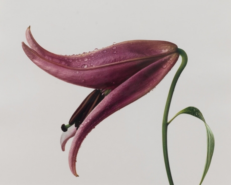 Irving Penn , Lily: Imperial Pink, 1971 , Gagosian
