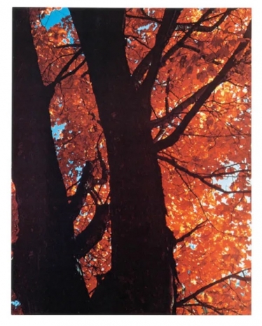Sherrie Levine, , , Galerie Buchholz