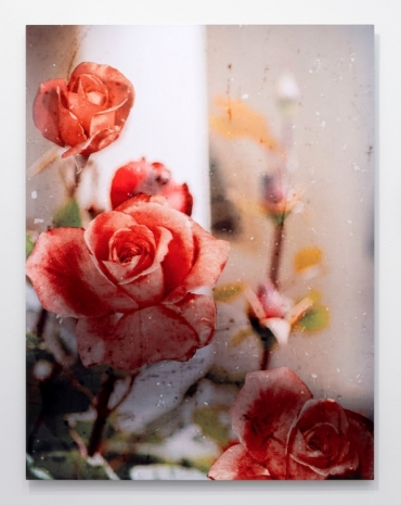 T. J. Wilcox, Tribute to Rose 'Queen Elizabeth' (Grandiflore), Planted by Bunny Mellon, White House Rose Garden 1962, 2026, Gladstone Gallery