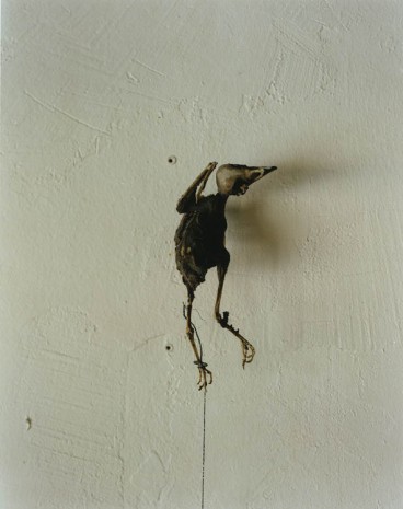 Saul Fletcher, Untitled #269 (Pigeon), 2013, Anton Kern Gallery