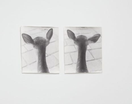 Jochen Lempert, From Symmetry and Architecture (Deer), 1997-2005, Hollybush Gardens