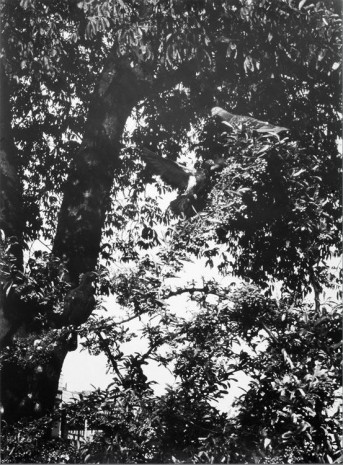 Jochen Lempert, Untitled (Pigeons in tree, Hamburg), 2012, Hollybush Gardens