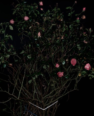 Sarah Jones, The Rose Gardens (Display) (VI), 2014, Maureen Paley