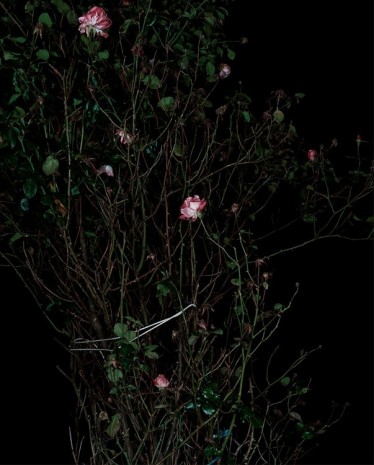 Sarah Jones, The Rose Garden (Display) (VII), 2014, Anton Kern Gallery
