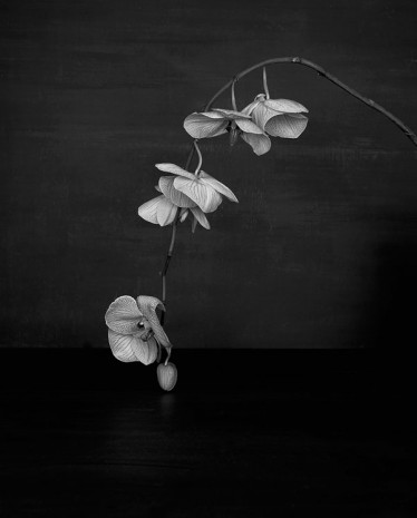 Sarah Jones, Cabinet (XI) (Orchid), 2014, Anton Kern Gallery