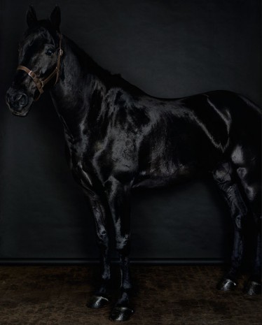 Sarah Jones, Horse (profile) (black) (II/I), 2014, Anton Kern Gallery