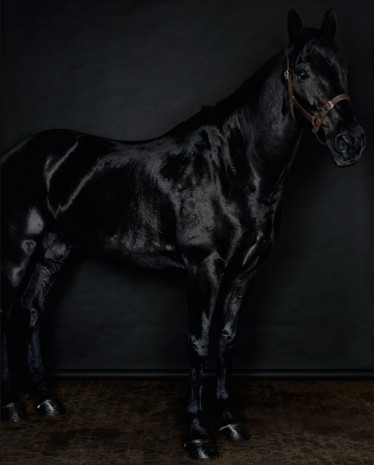 Sarah Jones, Horse (profile) (black) (II/II), 2014, Anton Kern Gallery