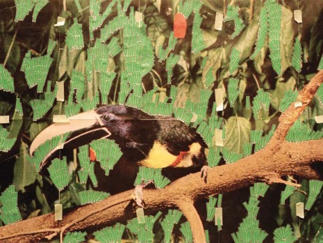 Sara Cwynar, Toucan In Nature (Post It Notes), 2013, Foxy Production