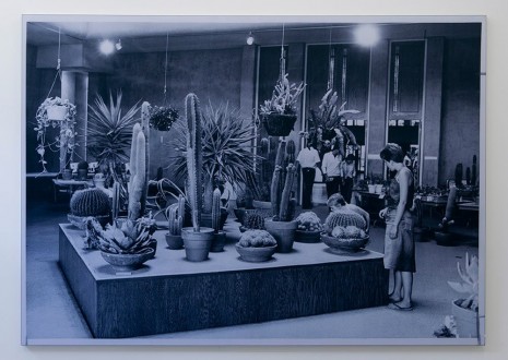 Yann Sérandour, Cactus Show & Sale, 2014, gb agency