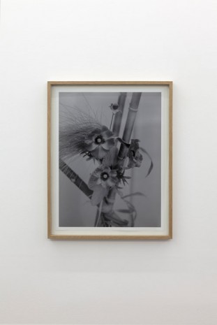 Pierre-Olivier Arnaud, sans titre (abstract - fleur 01), 2014, Art : Concept