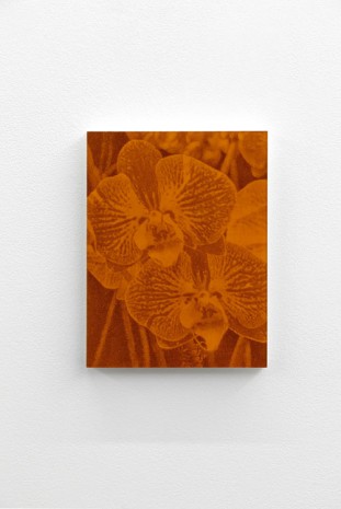 Pierre-Olivier Arnaud, sans titre (abstract - orchid 03 - orange), 2014, Art : Concept